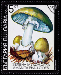 Postage stamp of Bulgaria with mushrooms.