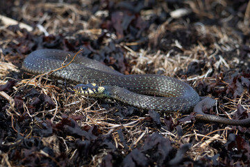 Grass snake, lat. Natrix Natrix