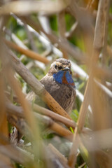 Luscinia svecica, Cyanecula svecica, Bluethroat..