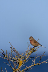 Linaria cannabina. Common linnet sitting on a branch.