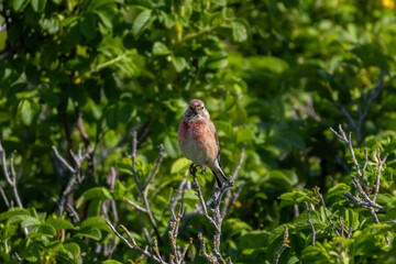 Linaria cannabina. Common linnet sitting on a branch.