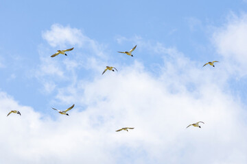 A flock of goo-sanders, merganser in the air.