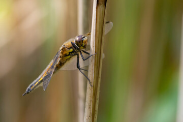 A dragonfly (Libellula quadrimaculata) resting