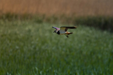 Northern lapwing or peewit in flight