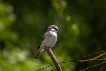 Red Backed Shrike Female (Lanius collurio) wildlife