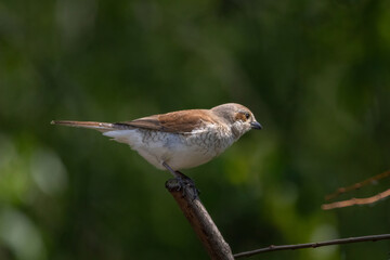 Red Backed Shrike Female (Lanius collurio) wildlife