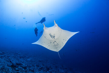 Manta ray, French Polynesia