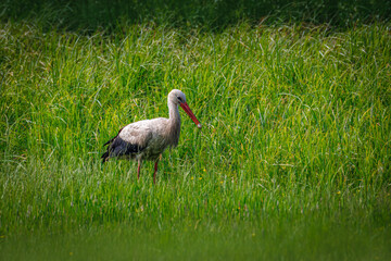  An adult White Stork with frog prey in its beak, standing on green grass in summer sunlight.