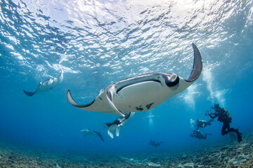 Manta ray, French Polynesia