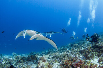 Manta ray, French Polynesia