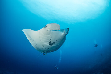 Manta ray, French Polynesia