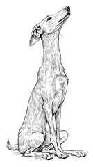 Detailed line drawing of a dog looking upward.