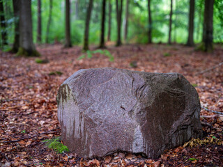 A large wet stone in the forest. An irregular boulder between trees. The season is spring.