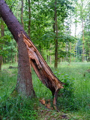 Broken spruce tree trunk in coniferous and deciduous forest. Spring season.