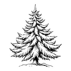 Black and white sketch of a pine tree with detailed branches  