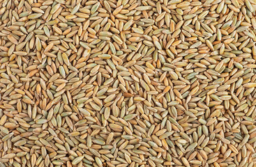 Dry grains of winter rye as background, top view. Rye grain texture. Winter rye seeds.