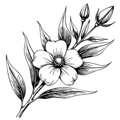 Flowering honeysuckle plant sketch in vintage illustration style  