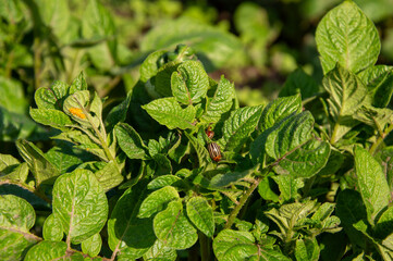 A potato beetle is observed on lush green potato plant foliage in a sunny garden, showcasing its...