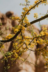 Spring in the Desert