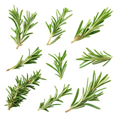 Fototapeta premium Fresh rosemary sprigs arranged on a white background highlighting their vibrant green color and unique shape