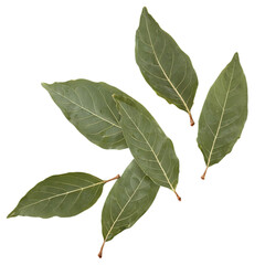 Fototapeta premium bay leaves isolated on transparent background