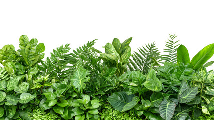 Dense arrangement of lush green tropical plants featuring an array of leaves isolated against a white background