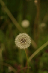 dandelion on green background