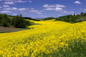 Agro industry. Panorama. Wavy rapeseed field. Summer landscape in the field. Bright picture of a rapeseed field.