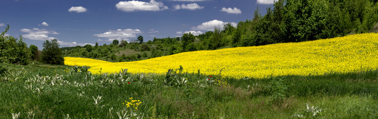 Agro industry. Panorama. Wavy rapeseed field. Summer landscape in the field. Bright picture of a rapeseed field.