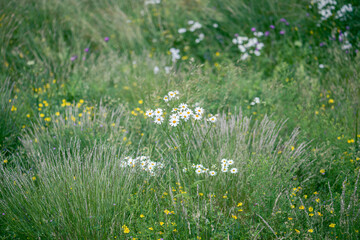 Natural meadow with wildflowers, daisy and other yellow flowers, view from above