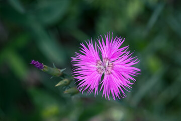 Close up of a pink wildflower Dianthus sylvestris or wood pink
