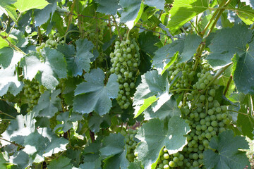 Green grapes growing on vine in vineyard
