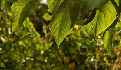 Sunlit green leaves with blurred garden background
