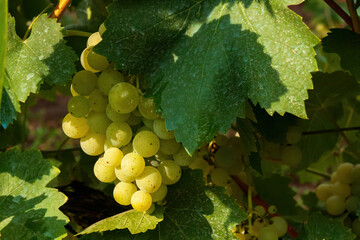 Ripe white grapes hanging on vine in sunlight
