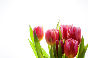 Pink tulip bouquet on white background
