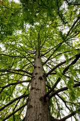 Upward view of tall tree with green canopy
