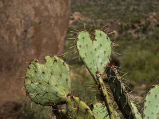 Prickly Pear Heart
