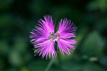 Close up of a pink wildflower Dianthus sylvestris or wood pink
