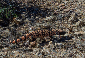 Gila Monster
