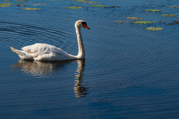 Fototapeta premium Mute Swan Gliding on Calm Waters at Federsee, Baden-Württemberg, Germany