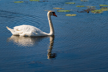 Mute Swan Gliding on Calm Waters at Federsee, Baden-Württemberg, Germany