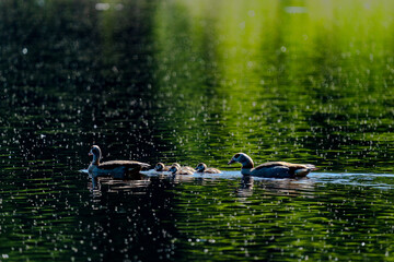 gyptian Goose Family Swimming at Schwenninger Moos
