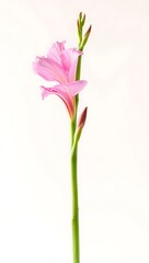 gladiolus flower, pink petals, green stem, elegant floral