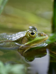 Nahaufnahme von einem Wasserfrosch / Teichfrosch in der Sonne in einem Naturschutzgebiet in Wehrheim, Hochtaunuskreis

