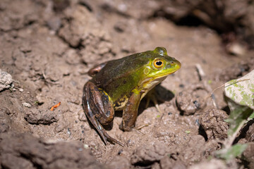 Nahaufnahme von einem Wasserfrosch / Teichfrosch in der Sonne in einem Naturschutzgebiet in Wehrheim, Hochtaunuskreis

