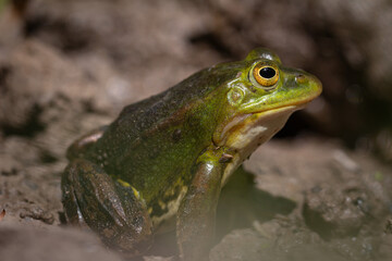 Nahaufnahme von einem Wasserfrosch / Teichfrosch in der Sonne in einem Naturschutzgebiet in Wehrheim, Hochtaunuskreis

