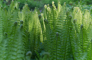 fern flower blooming in spring in beams of sun beautiful, beauty, bell, blossom, bluebells, botanical, botany, bright, close-up, closeup, color, colorful, decoration, early, environment, fern, fern le