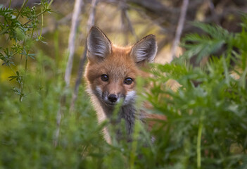 Red fox kit