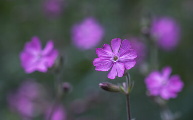 Close up of a pink wildflower silene dioica or red campion
