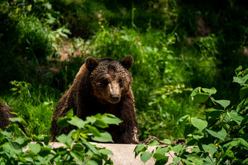 Fototapeta premium Brown Bear Emerging from Vegetation at Alternativer Bärenpark Schwarzwald